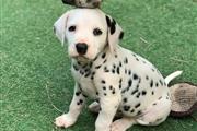 TG Dalmatian Puppies For Sale