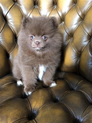 Chuculate Pomeranian Puppy image 1