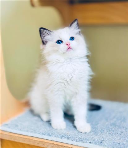 $400 : Ragdoll Kittens For Sale image 2