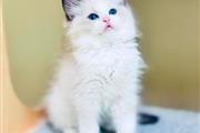 $400 : Ragdoll Kittens For Sale thumbnail