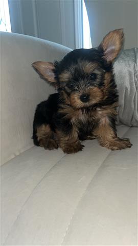 $800 : Yorkie image 1