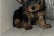 Yorkie