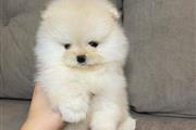 $350 : cachorros de Pomerania thumbnail