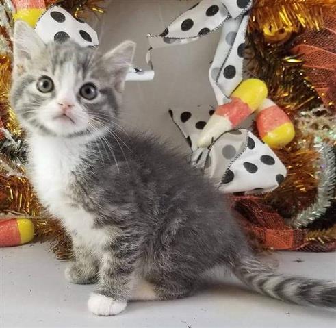 $500 : Adorable gatito persa Tengo image 3