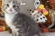 $500 : Adorable gatito persa Tengo thumbnail