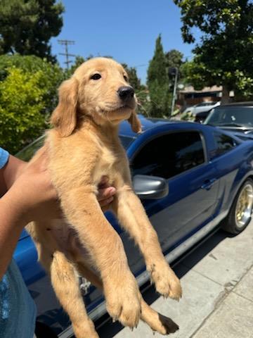 $500 : Golden retrive image 1