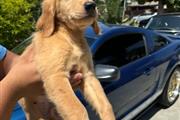 Golden retrive en Los Angeles