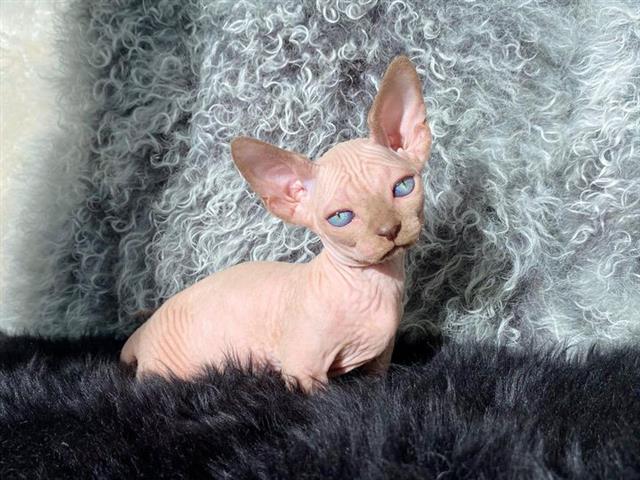 $600 : Male and Female Sphynx kittens image 6