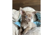 $500 : Chihuahua puppies thumbnail