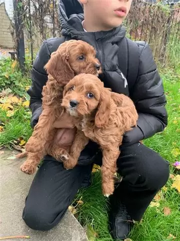 Family Cavapoos Puppies image 1