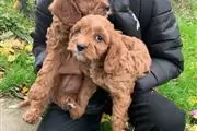 Family Cavapoos Puppies thumbnail