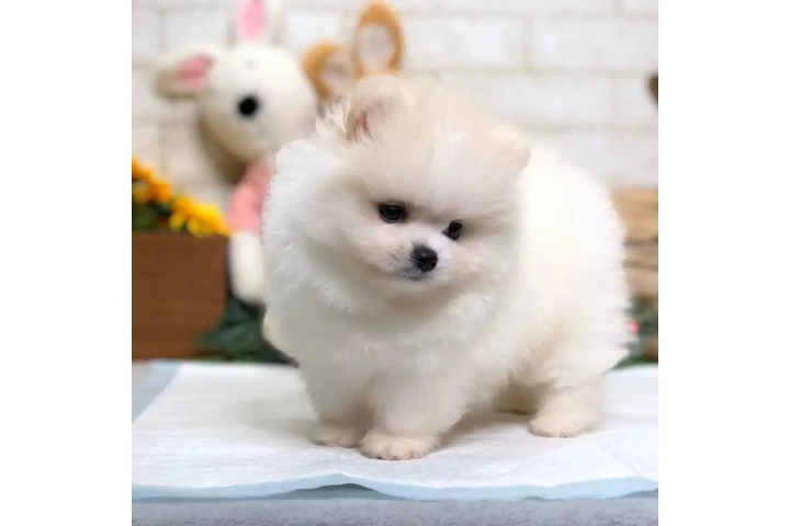 $480 : French bulldog and Pomeranian image 1