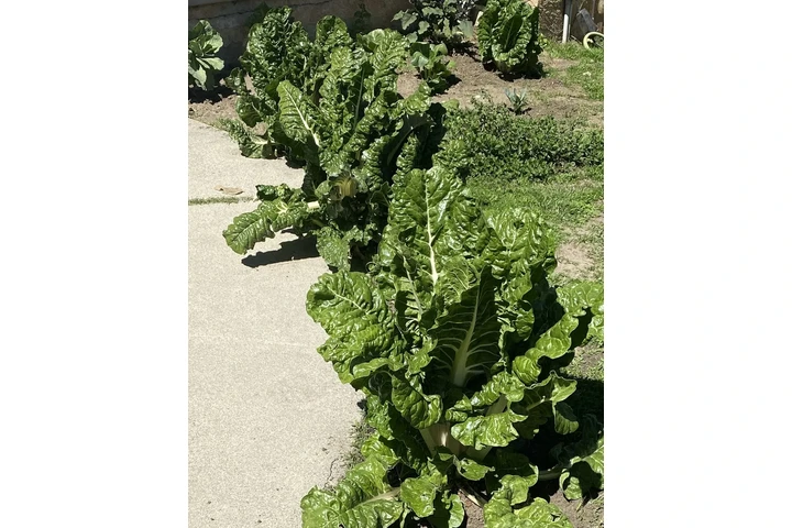 $5000 : Casa de Renta con Piscina image 8