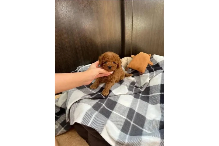 $350 : Caniche taza de té en venta image 1