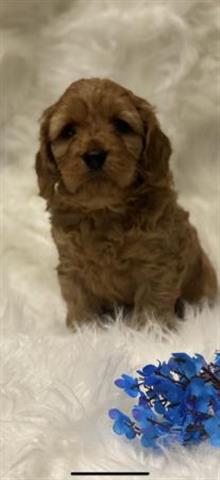 $800 : Beautiful Cavapoo Puppies image 1