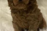 Beautiful Cavapoo Puppies en San Antonio