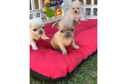 chihuahua en venta en New York