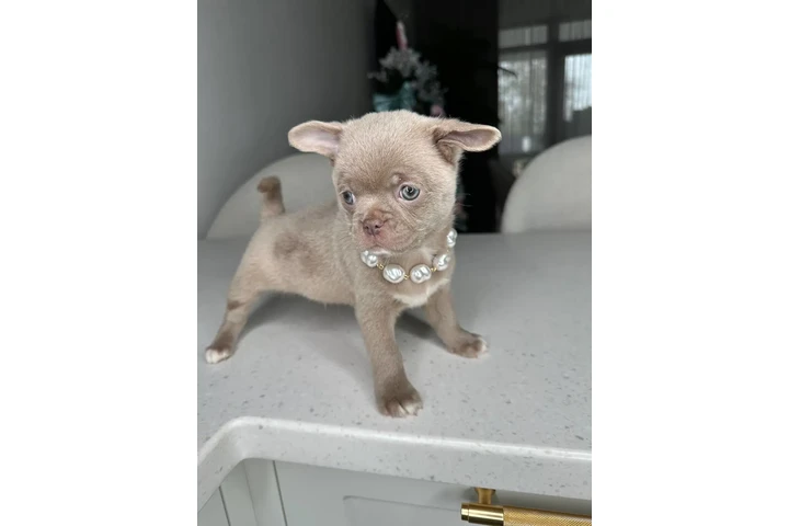 $250 : Teacup Chihuahua puppies image 4