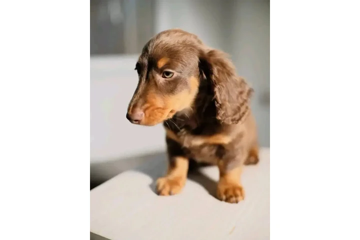 $700 : Dachshund puppies image 2
