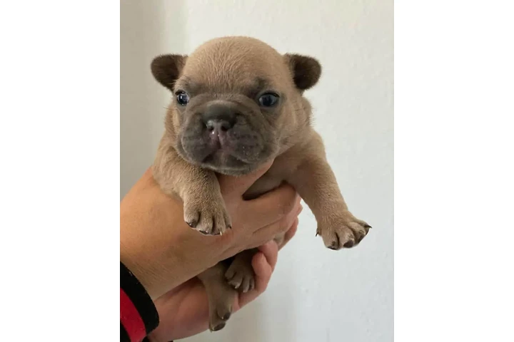$350 : Bulldog Frances image 3