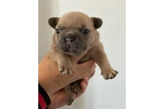 $350 : Bulldog Frances thumbnail
