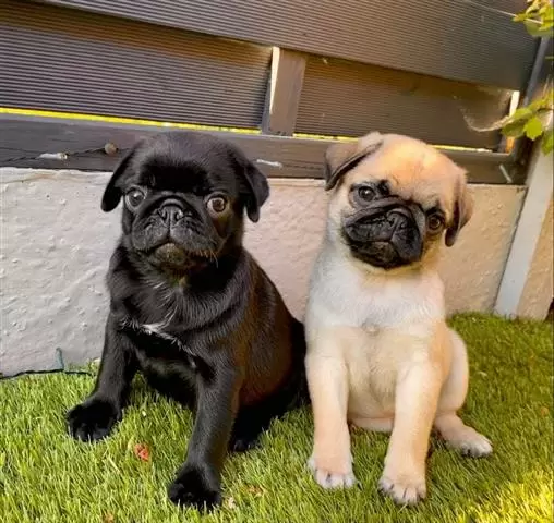 $600 : PUG PUPPIES FOR REHOMING image 3