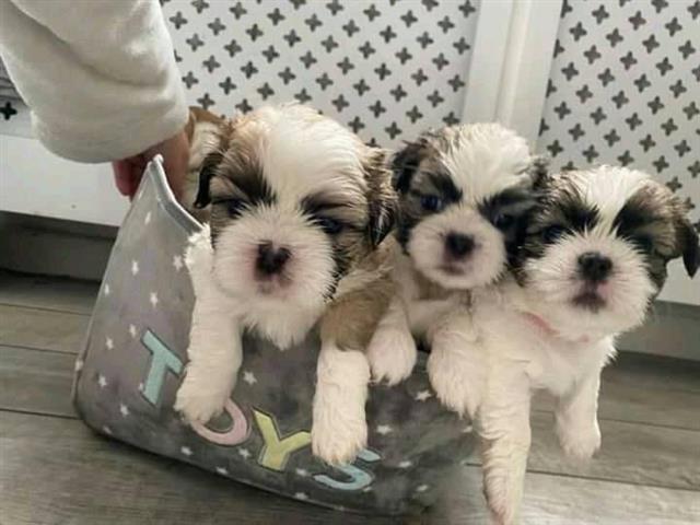 $500 : Amazing shih tzu puppies image 1