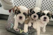 Amazing shih tzu puppies