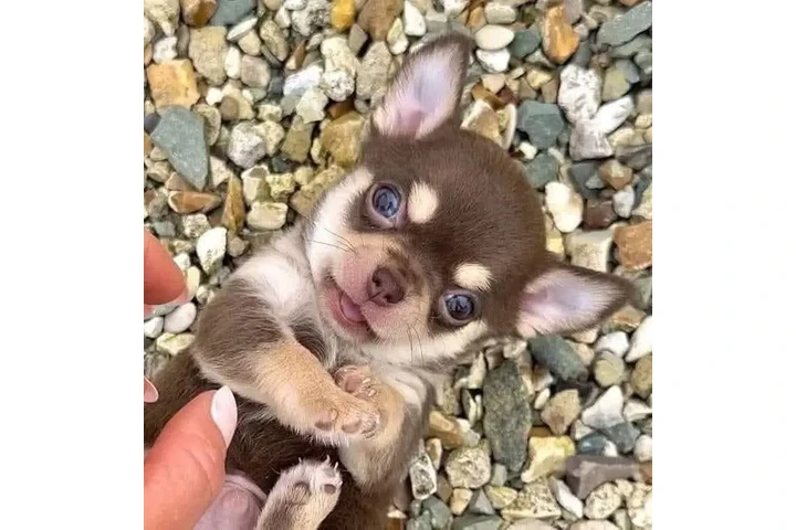 $350 : Chihuahua taza de té image 1