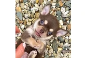 Chihuahua taza de té en Miami