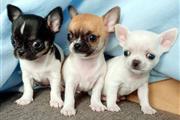Chihuahua puppies en Miami