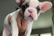 Bulldog Francés En Venta en Denver