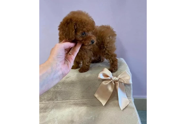 $400 : Teacup poodle puppy for sale image 2