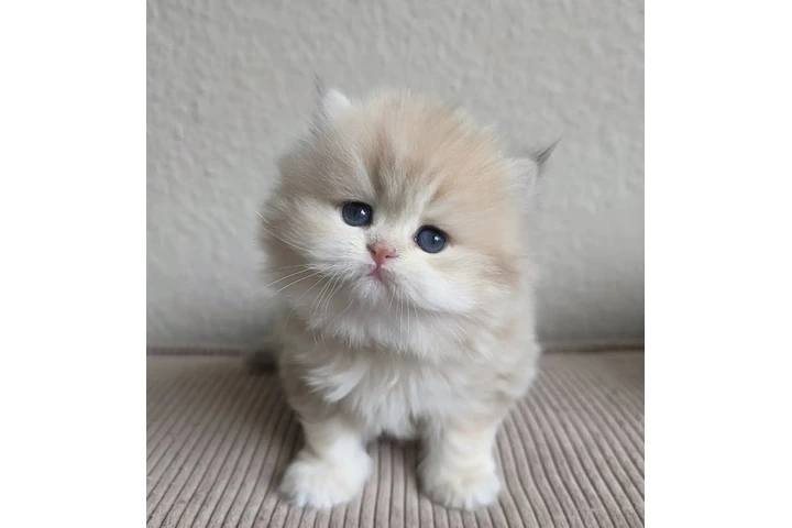 $240 : Gatito Persian  disponible image 1