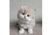 Gatito Persian  disponible en Ponce