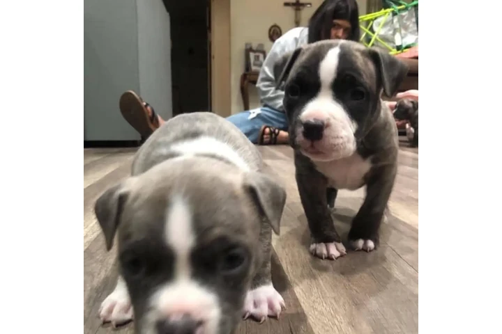 $350 : Cachorros de pitbull image 2