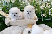 Selling Pomeranian Pup's en Tampa