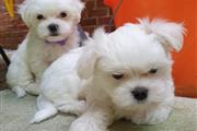 $500 : Classic maltese puppy for sale thumbnail