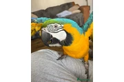 $500 : Guacamayos azules y amarillos thumbnail