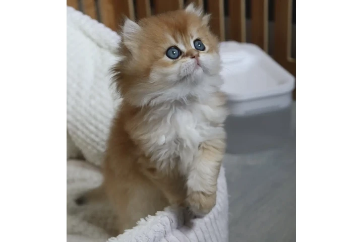 $300 : Persian kitten for sale image 1