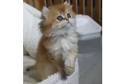 Persian kitten for sale en Washington DC