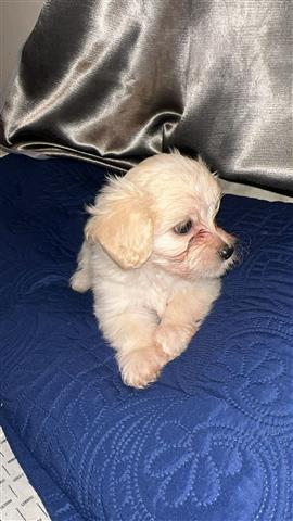 $350 : Shipoo puppies image 4