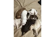 $350 : Cachorros Shihtzu en venta thumbnail