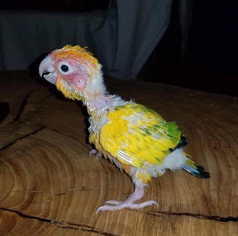 $500 : Parrot birds macaw image 7