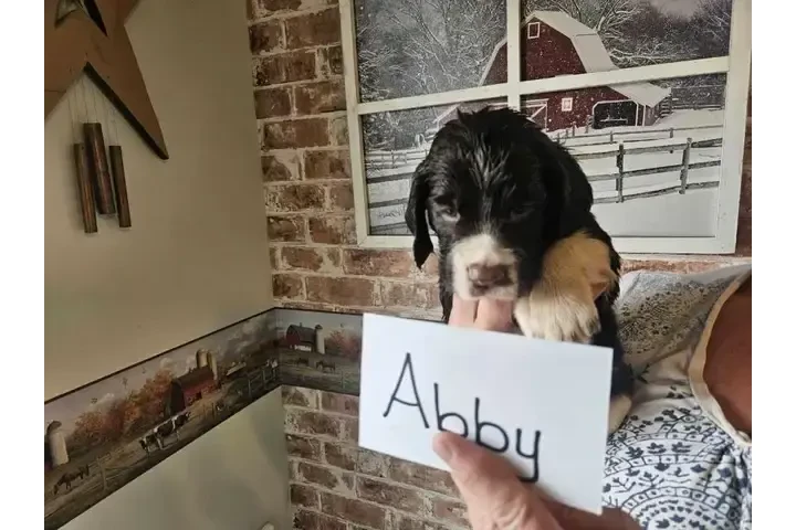 $900 : Adorable English Springer Span image 3