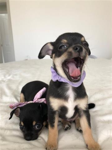 $450 : charming Chihuahua Puppies image 2