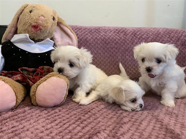 $500 : Adorable Maltese puppies image 4