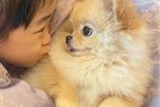 $320 : Little Pomsky Pups available thumbnail