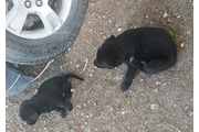 $200 : perros labradores thumbnail