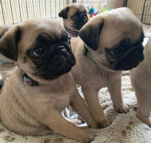 $500 : AVAILABLE PUG PUPPIES image 1